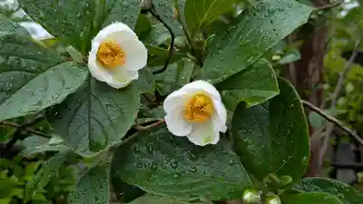 真正極楽寺(真如堂)(京都府)
