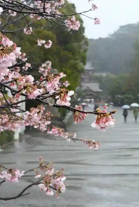 鶴岡八幡宮の自然