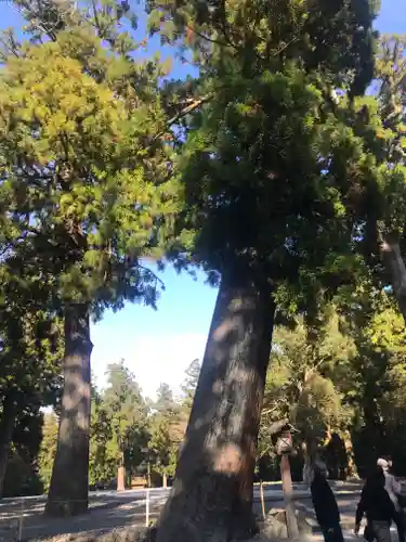 伊勢神宮外宮（豊受大神宮）の自然