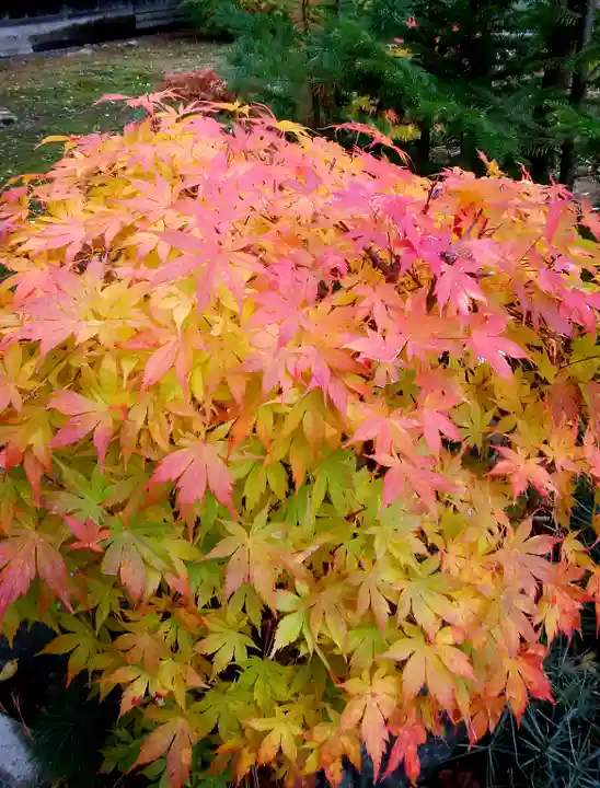 多賀神社の自然