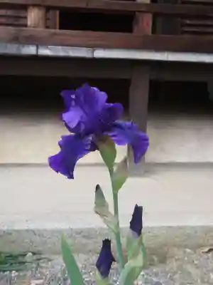 得浄明院(善光寺別院)の自然