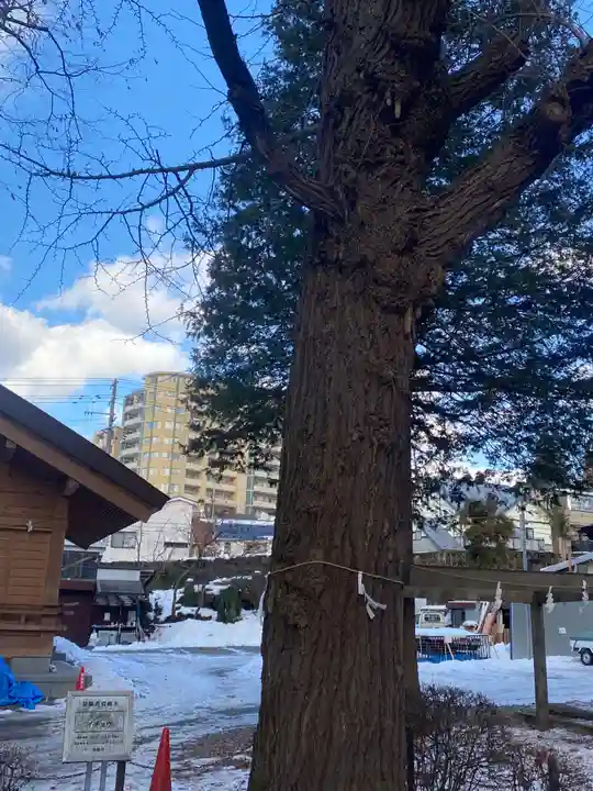住吉神社の自然