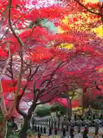 大山寺(神奈川県)