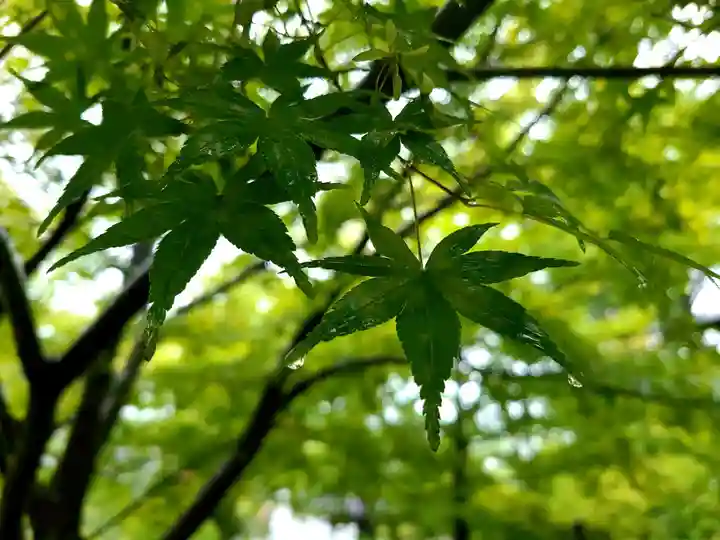 普門院(文知摺観音)の自然