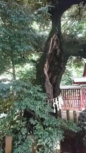 金王八幡宮の自然