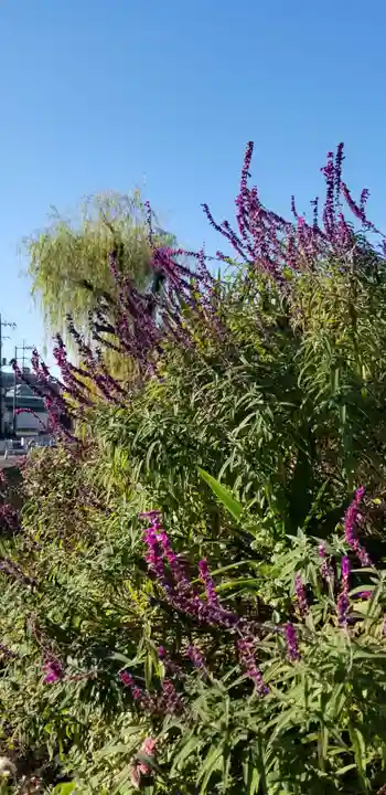 稲荷神社の自然
