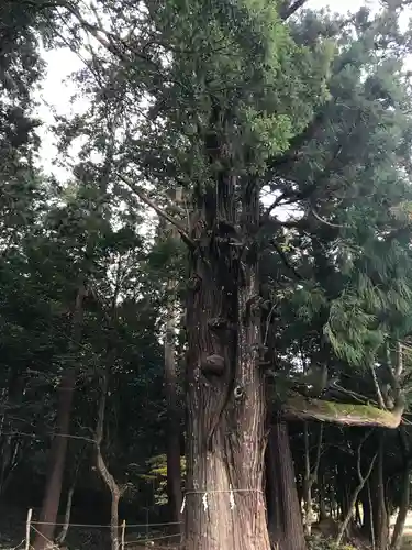 粟鹿神社の自然