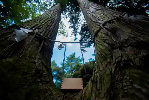 間々田八幡宮の自然