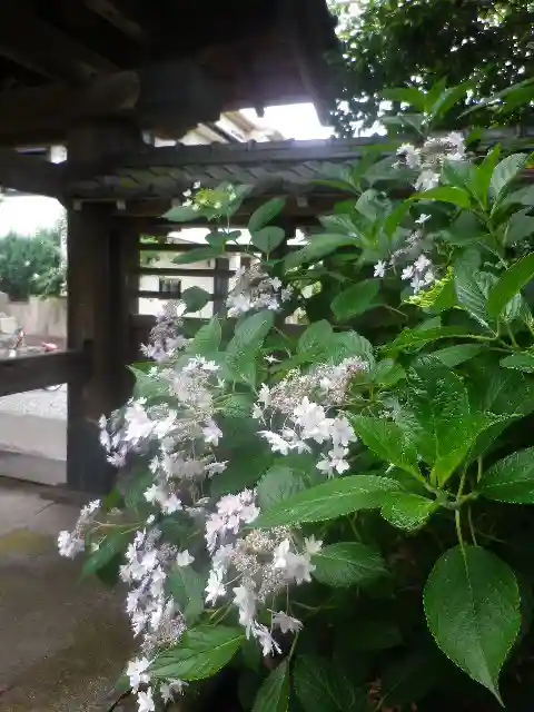 實相寺(実相寺)の自然