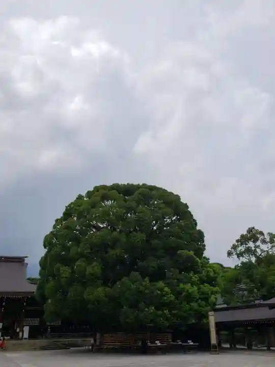 明治神宮の自然