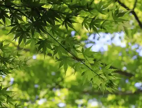 興聖寺（興聖寶林禅寺）の自然