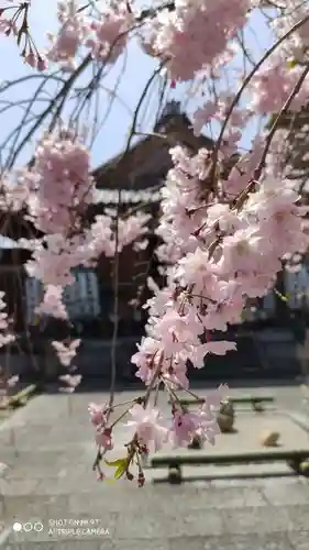 後白河院御聖蹟　法住寺の自然