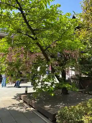 桜神宮(東京都)