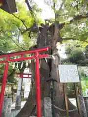 新田神社の自然