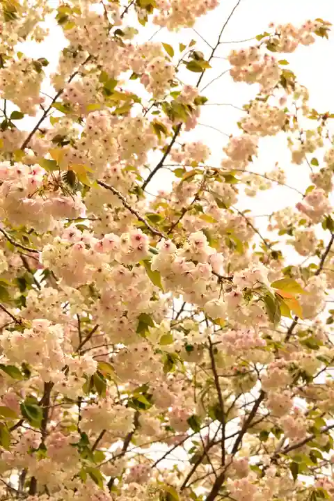 金櫻神社(山梨県)