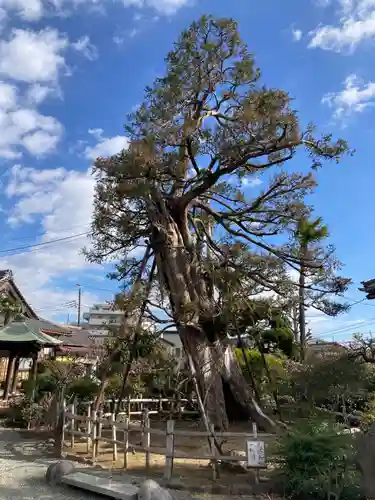 妙法寺(神奈川県)