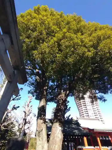 麻布氷川神社の自然