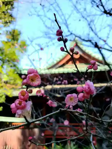 赤坂氷川神社(東京都)