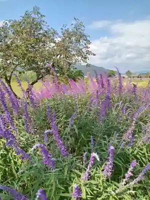 稗田野神社(薭田野神社)(京都府)
