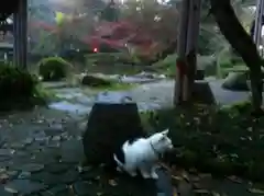 成田山新勝寺の動物