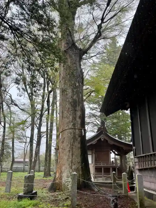 淺間神社(忍野八海)の自然