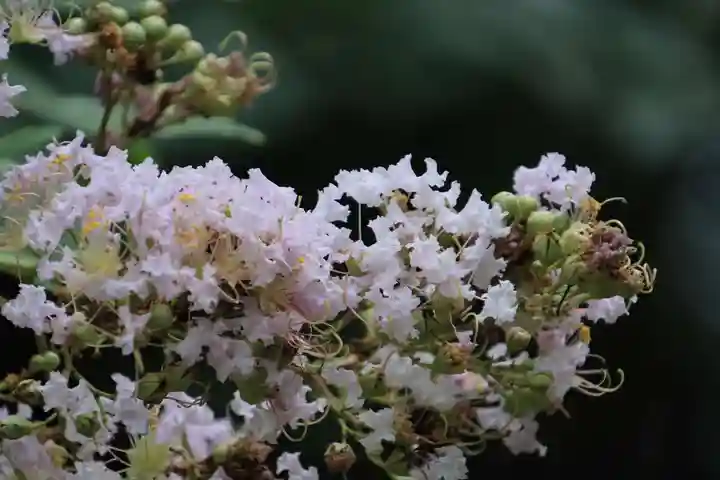 三春大神宮の自然