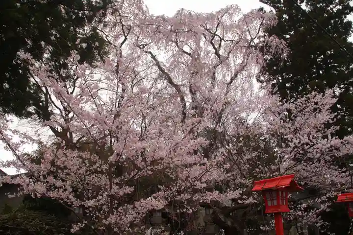 神炊館神社 ⁂奥州須賀川総鎮守⁂の自然