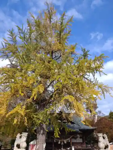 賀羅加波神社の御朱印