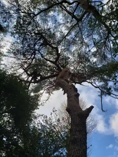 下高井戸八幡神社の自然
