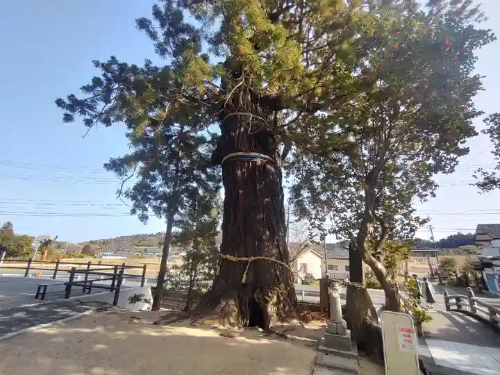大國魂神社の自然