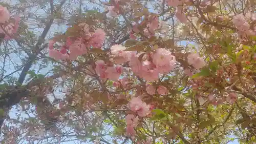 網屋天満宮の自然