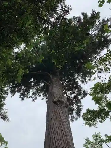 菅原神社の自然