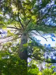 側高神社の自然