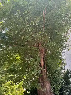 銀杏岡八幡神社(東京都)