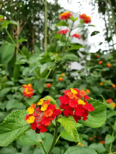 鷺宮八幡神社の自然