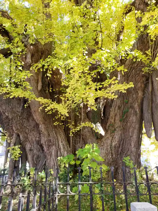 善福寺(東京都)