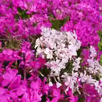 寿量山 速成寺の庭園