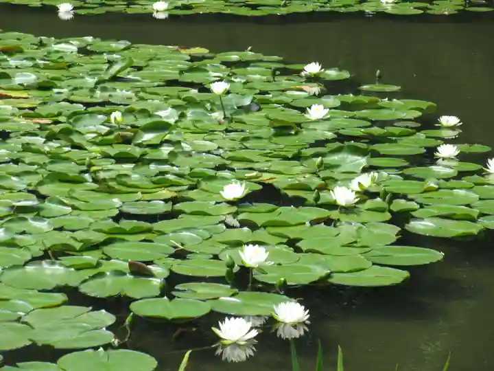 平安神宮の庭園