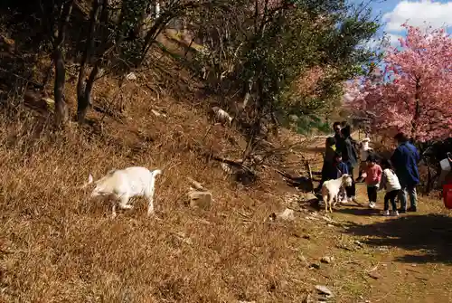 楽法寺（雨引観音）の動物