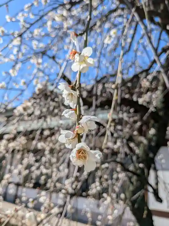 瑞円寺(東京都)