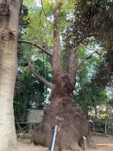 玉川神社(東京都)