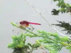 屋久島大社の動物