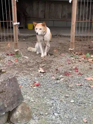 龍願寺の動物