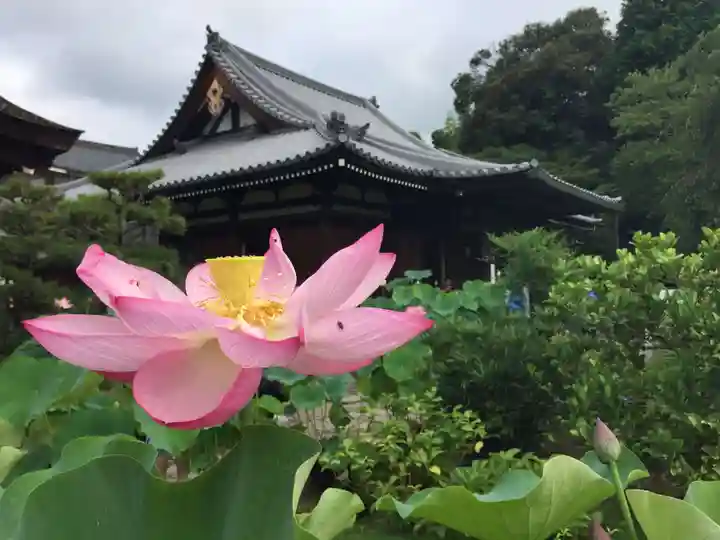 法金剛院の自然