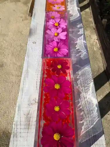 般若寺 ❁﻿コスモス寺❁(奈良県)