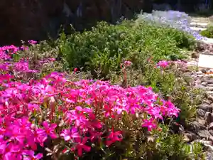 寿量山 速成寺の自然(2023年03月30日(木) 17時18分41秒投稿)