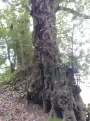 白山神社(福井県)