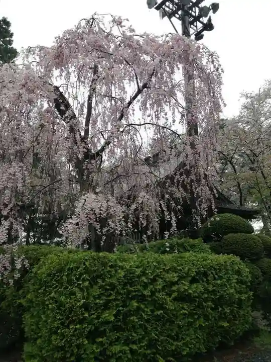 盛岡八幡宮の自然