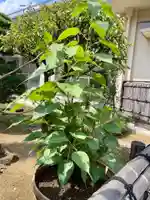 福王山 慈眼寺の自然