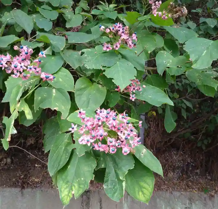河内阿蘇神社(熊本県)